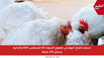 أسعار الفراخ اليوم في مطروح الأربعاء 20 أغسطس 2025 والبانيه يسجل 220 جنيها